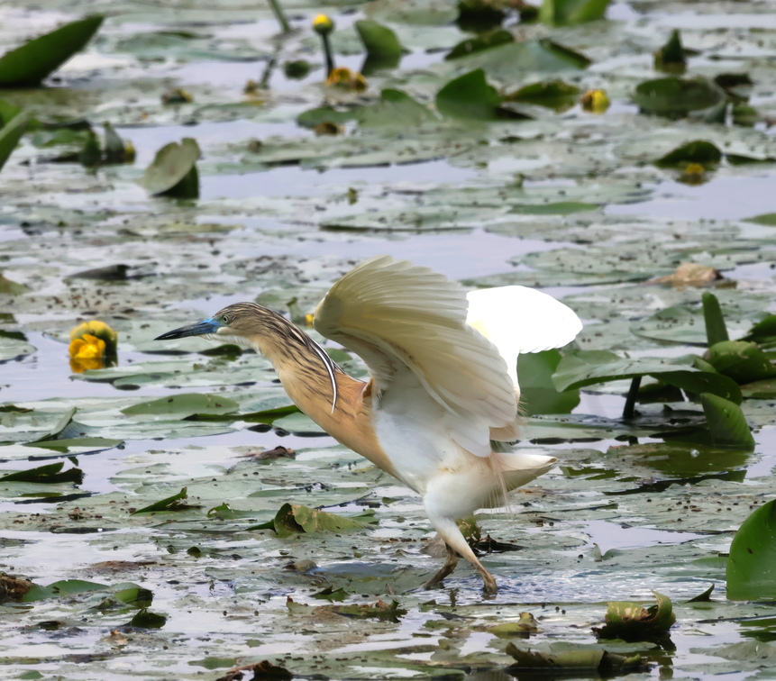 biodiversitafauna